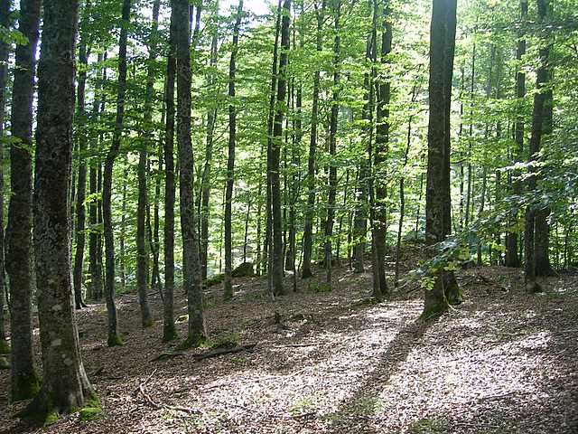 La flora micologica oltre i 1000 m.